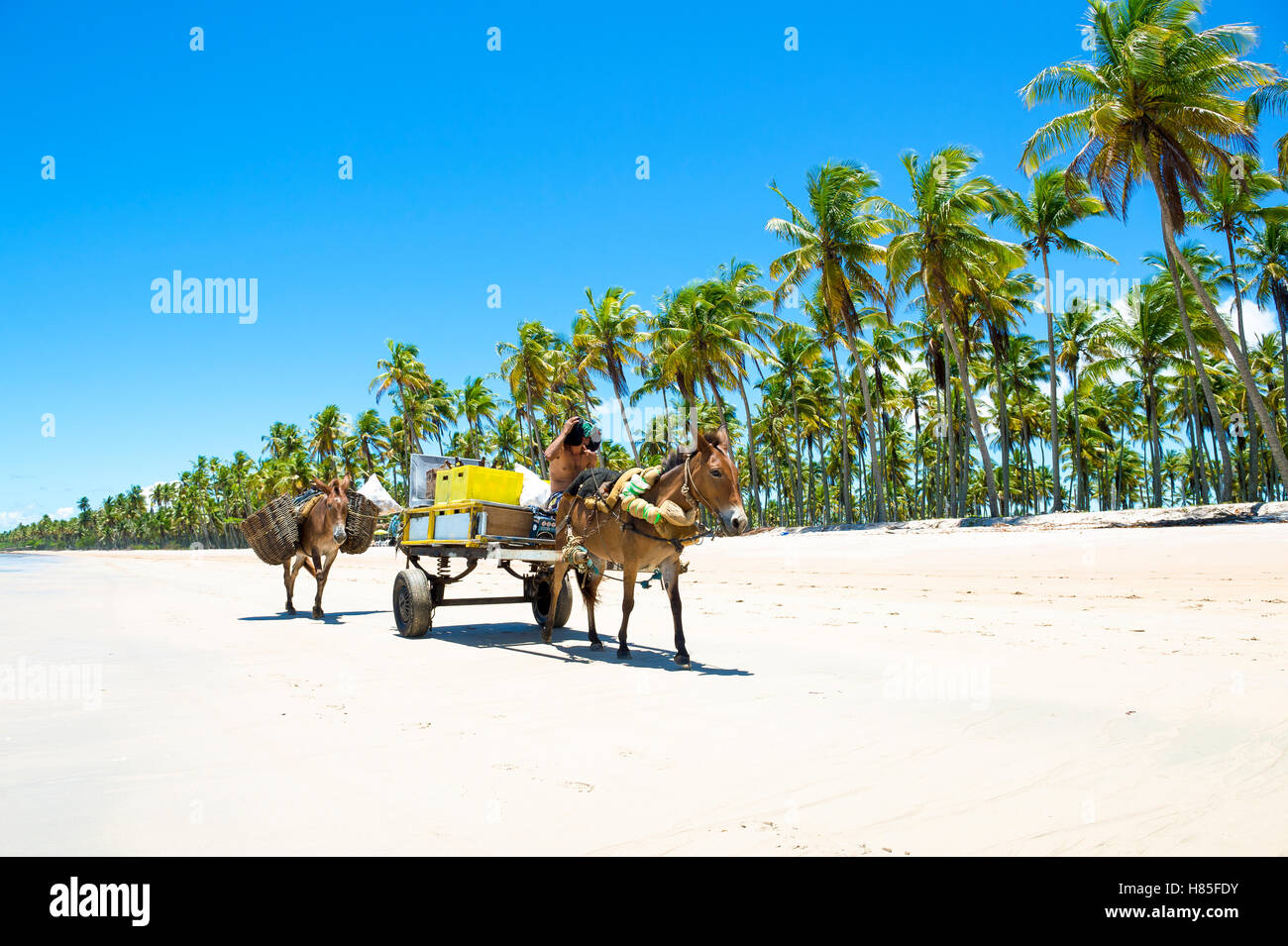 BAHIA, Brasilien - 6. Februar 2016: Brasilianische Mann fährt einen Wagen mit zwei Arbeiten Esel vorbei am Strand einer einsamen Insel. Stockfoto