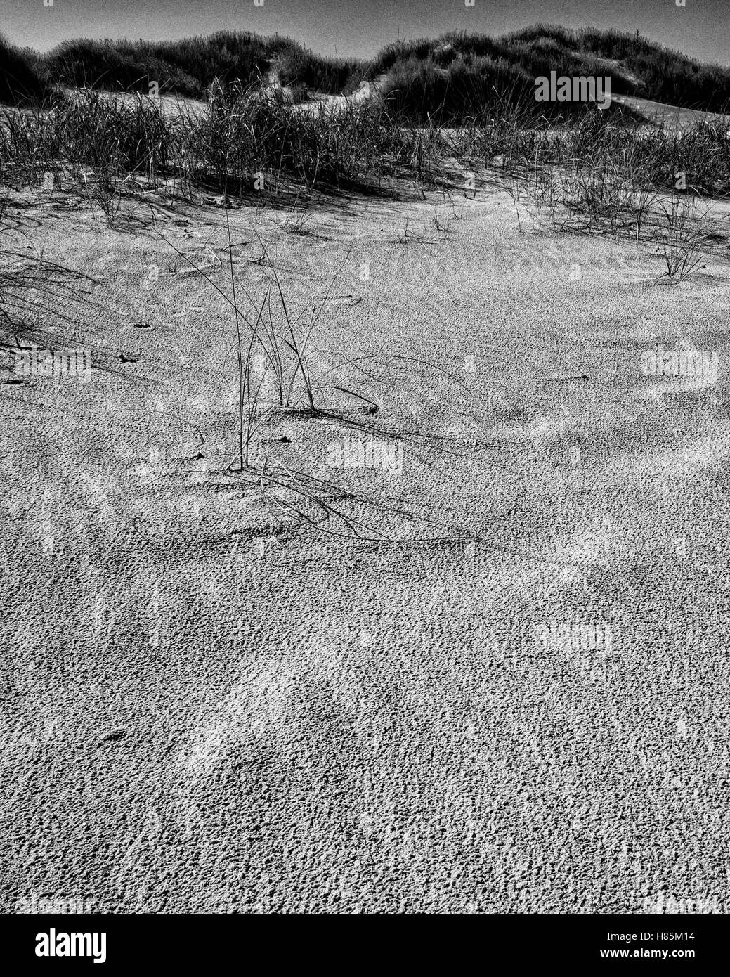 Am Strand, Langeoog. Deutschland Deutschland. Ein Blick auf die Details auf einem Wind fegte Strand. Ein paar vereinzelte Gräser werfen Schatten über die wellige Sand. Sanddünen füllen Sie die Szene in der Ferne.. Mit einer Ricoh GRII Kamera fotografiert. Stockfoto