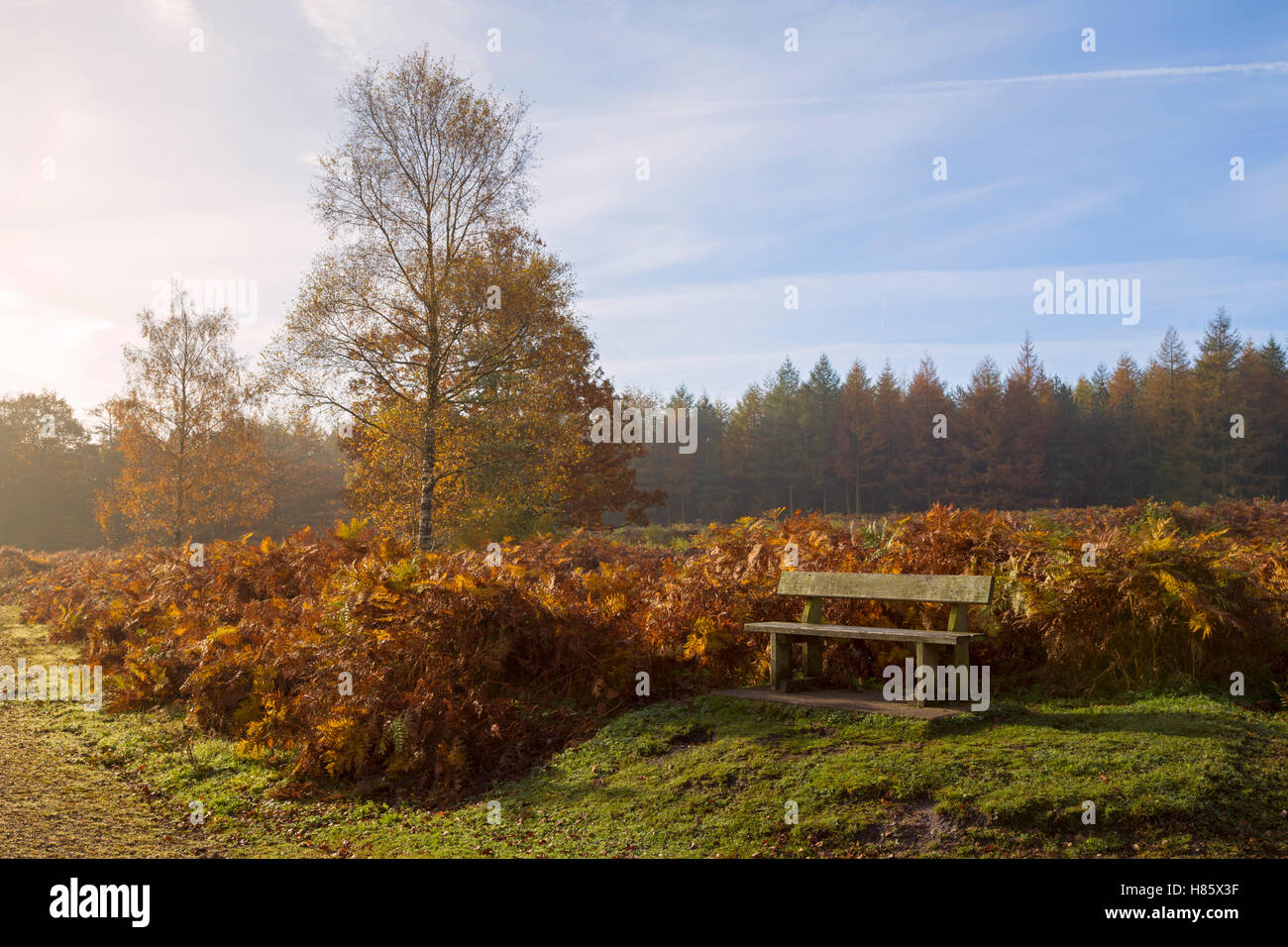 Holzbank auf walisischen Heide. Stockfoto