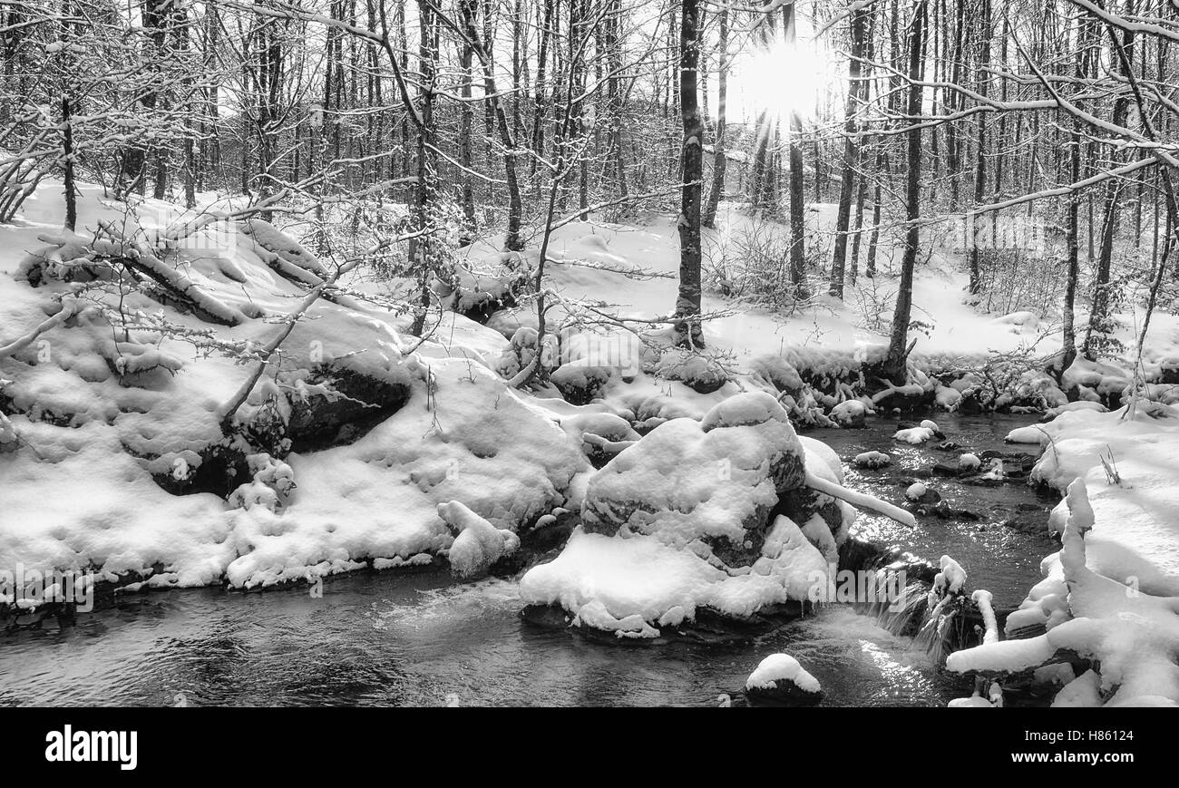 Stream im verschneiten Wald in Campigna, Italien Stockfoto