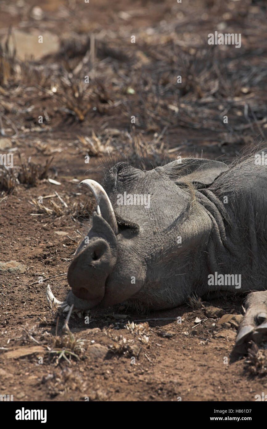 Warzenschwein Phacochoerus Aethiopicus Krüger Nationalpark in Südafrika Stockfoto