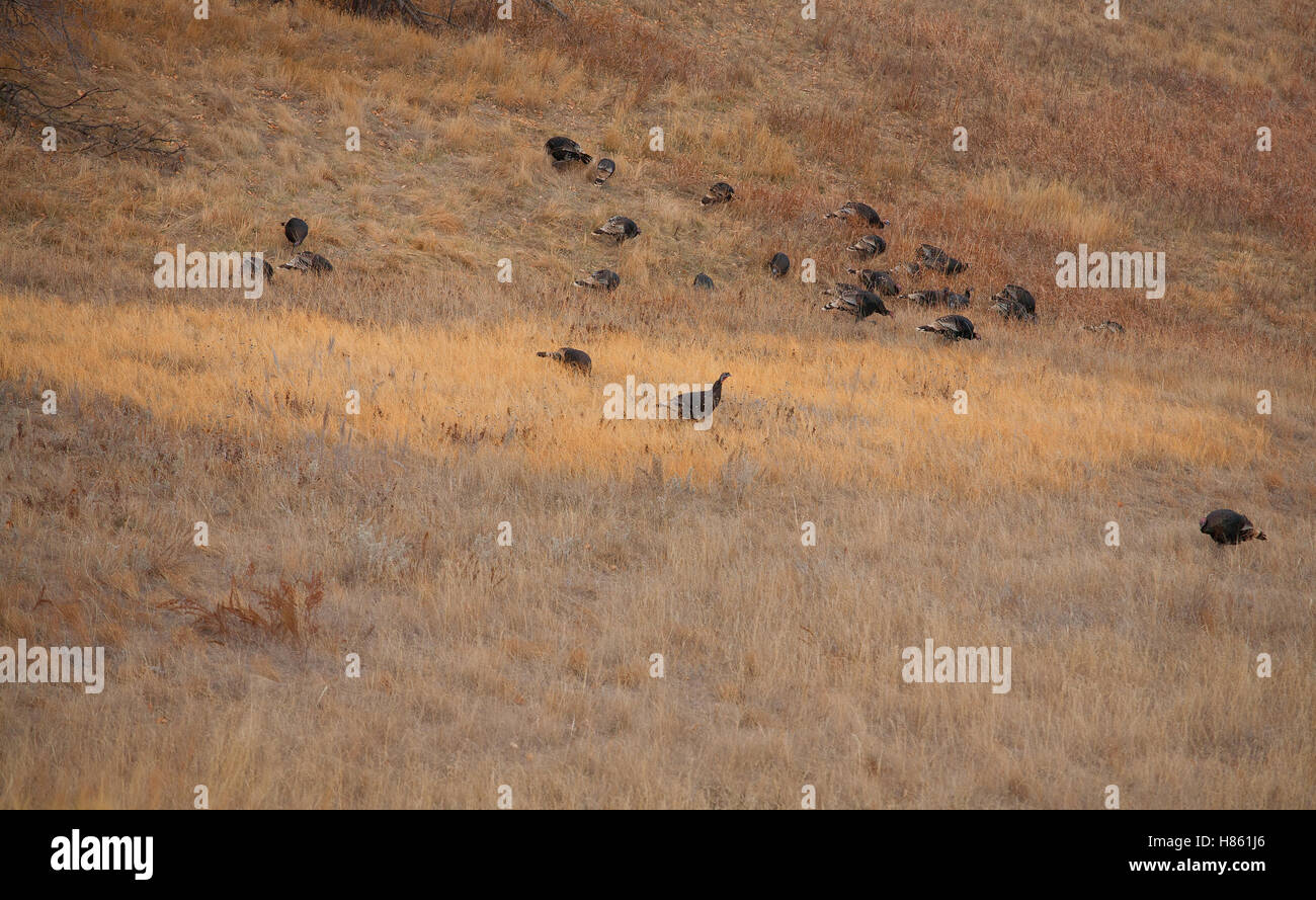 Kleine Herde von wilde Truthähne in einem Herbst-Tal Stockfoto