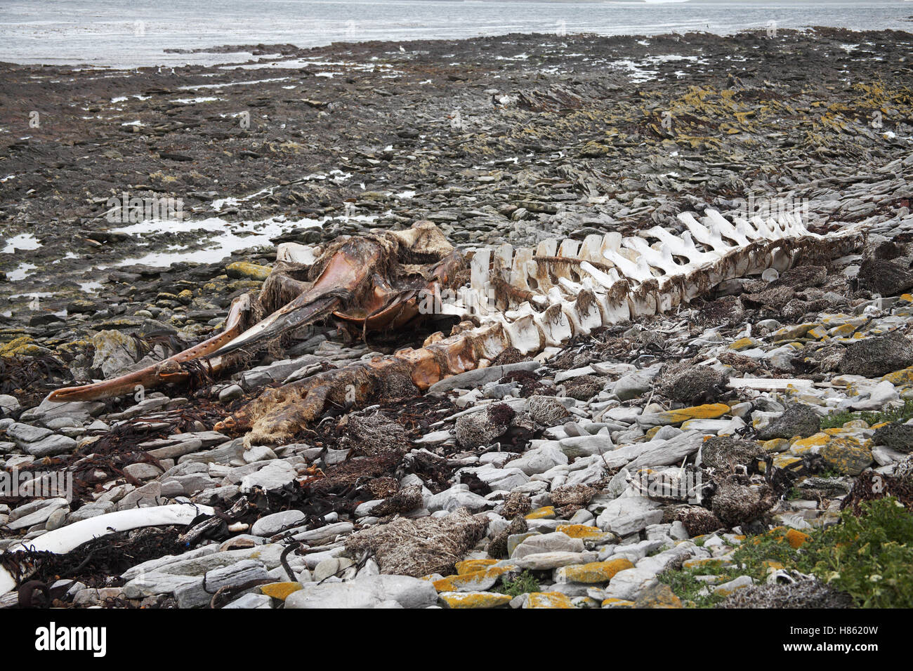 Sei Wal Balaenoptera Borealis Teil des Skeletts Falkland-Inseln Stockfoto