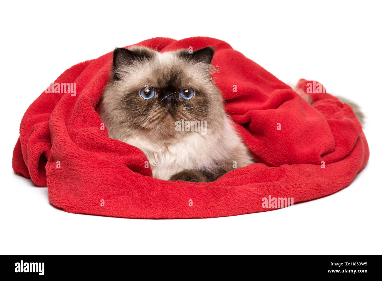 Süße Perser Colourpoint Katze liegt bedeckt mit einer roten Decke - Handtuch Stockfoto