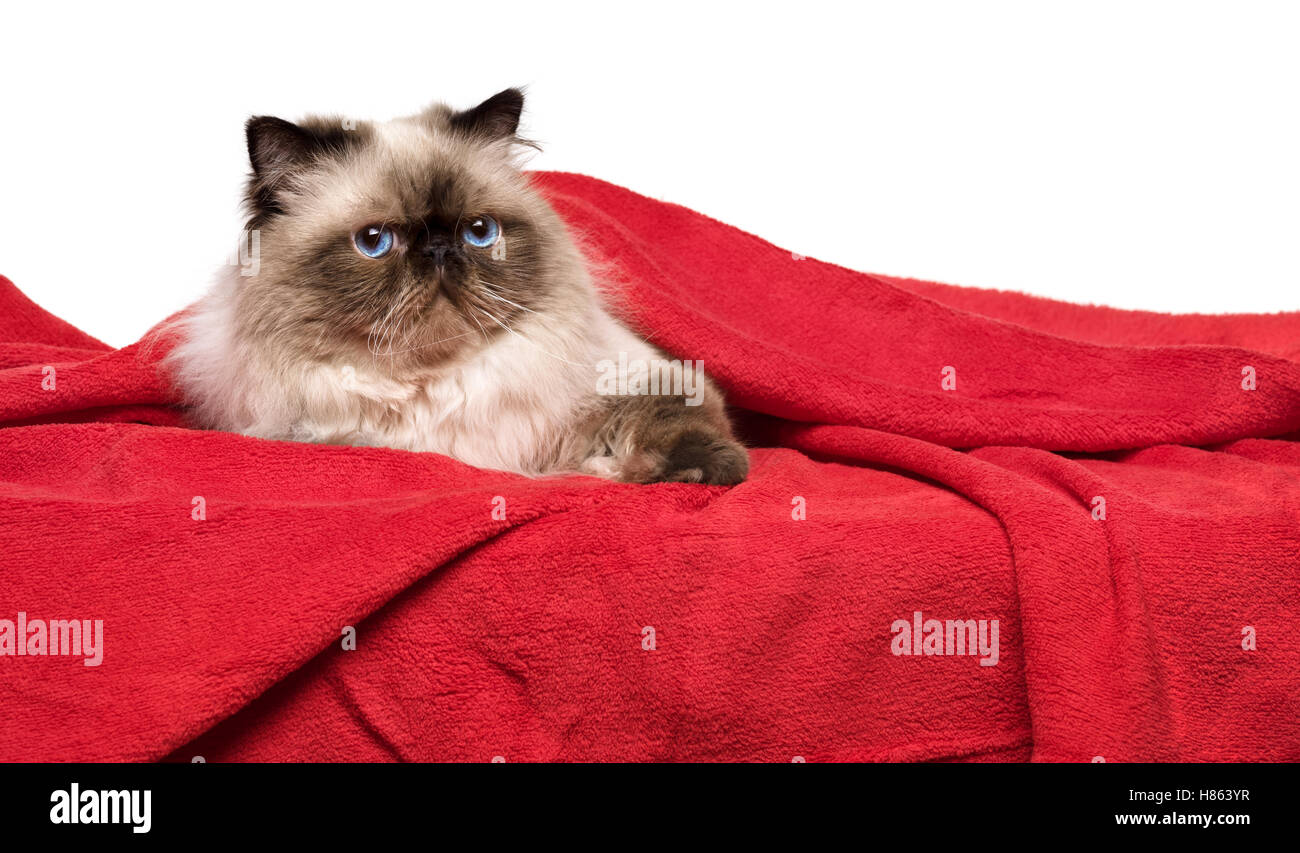 Süße Perser Colourpoint Katze liegt auf einer weichen roten Decke Stockfoto