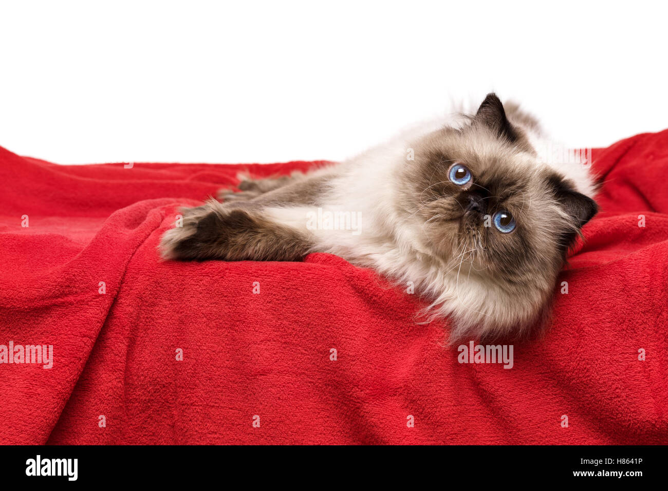Süße Perser Colourpoint Katze liegt auf einer weichen roten Decke Stockfoto