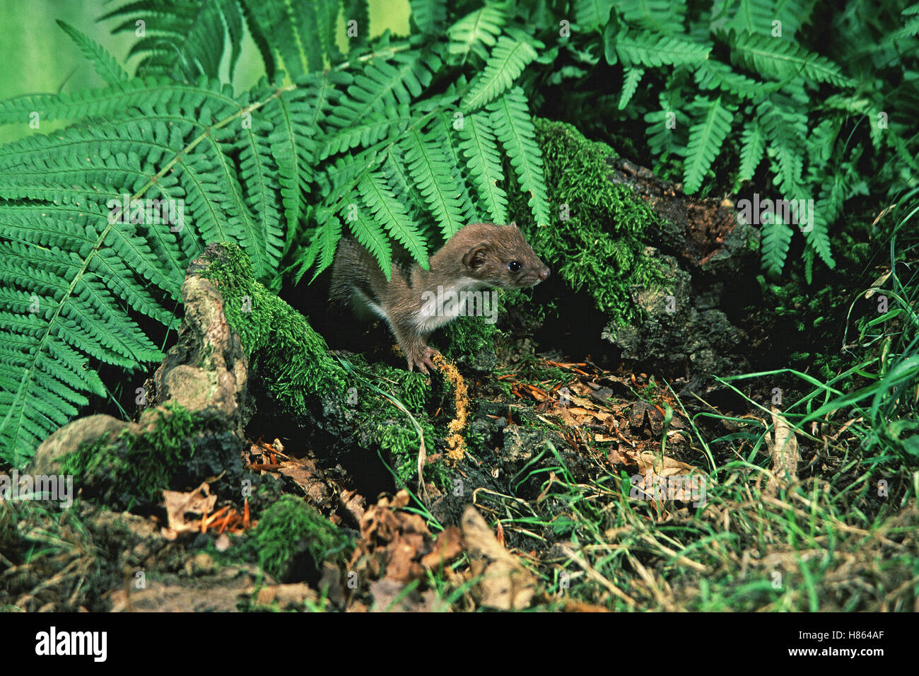 Wiesel Mustela Nivalis gefangen Stockfoto