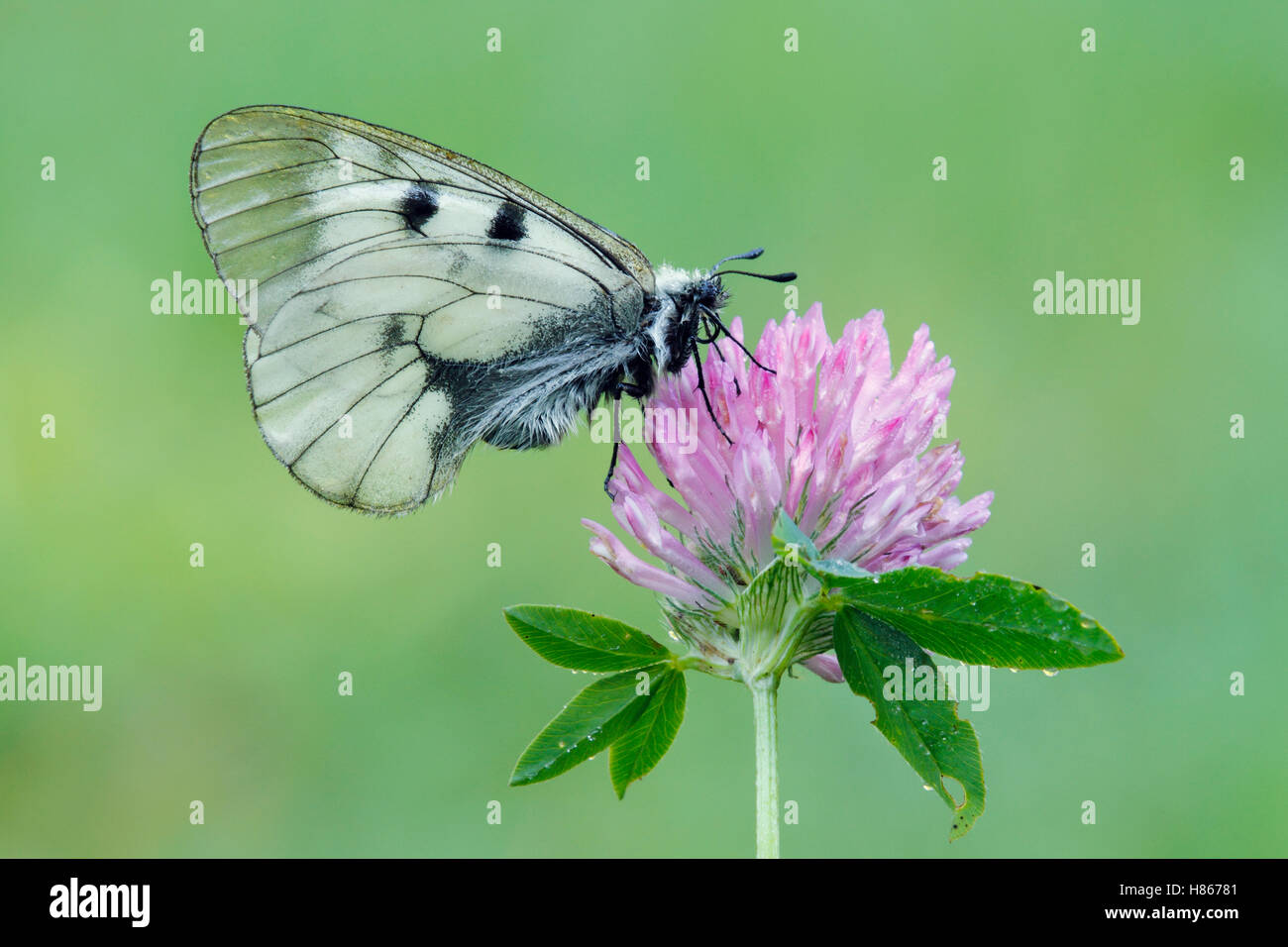 Getrübte Apollo (Parnassius Mnemosyne) Schmetterling, Bükk-Gebirge, Ungarn Stockfoto