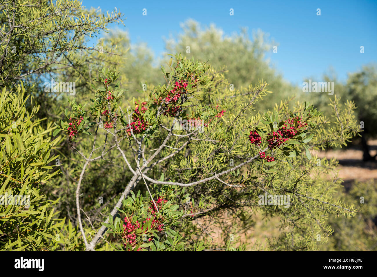 Blätter und Früchte der Mastixstrauch, Pistacia Mastixsträuchern. Es ist eine Art in der Familie Anacardiaceae Stockfoto