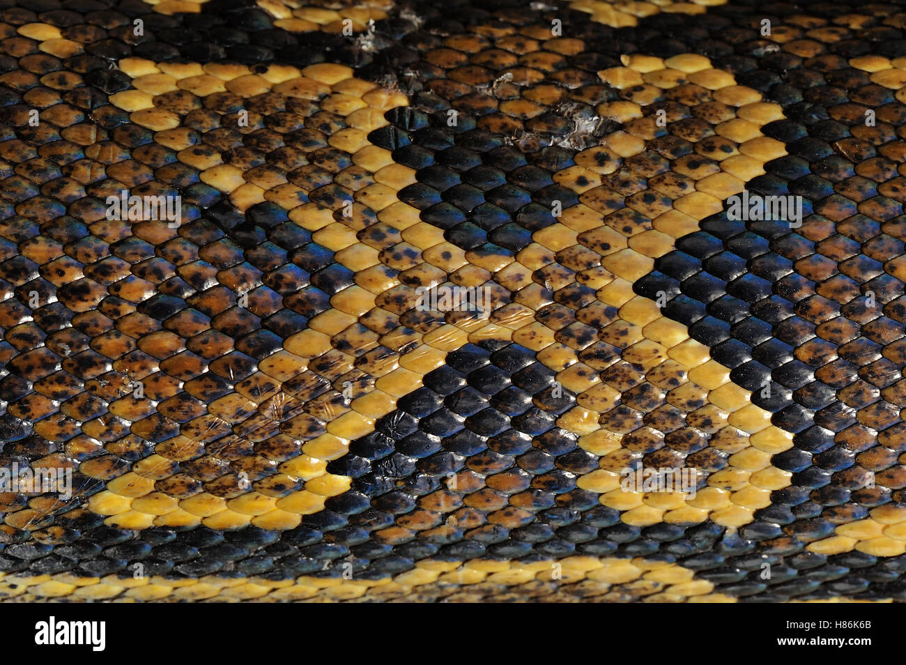 African Rock-Python (Python Sebae) skalieren Muster, dem Jozani Nationalpark, Sansibar, Tansania Stockfoto