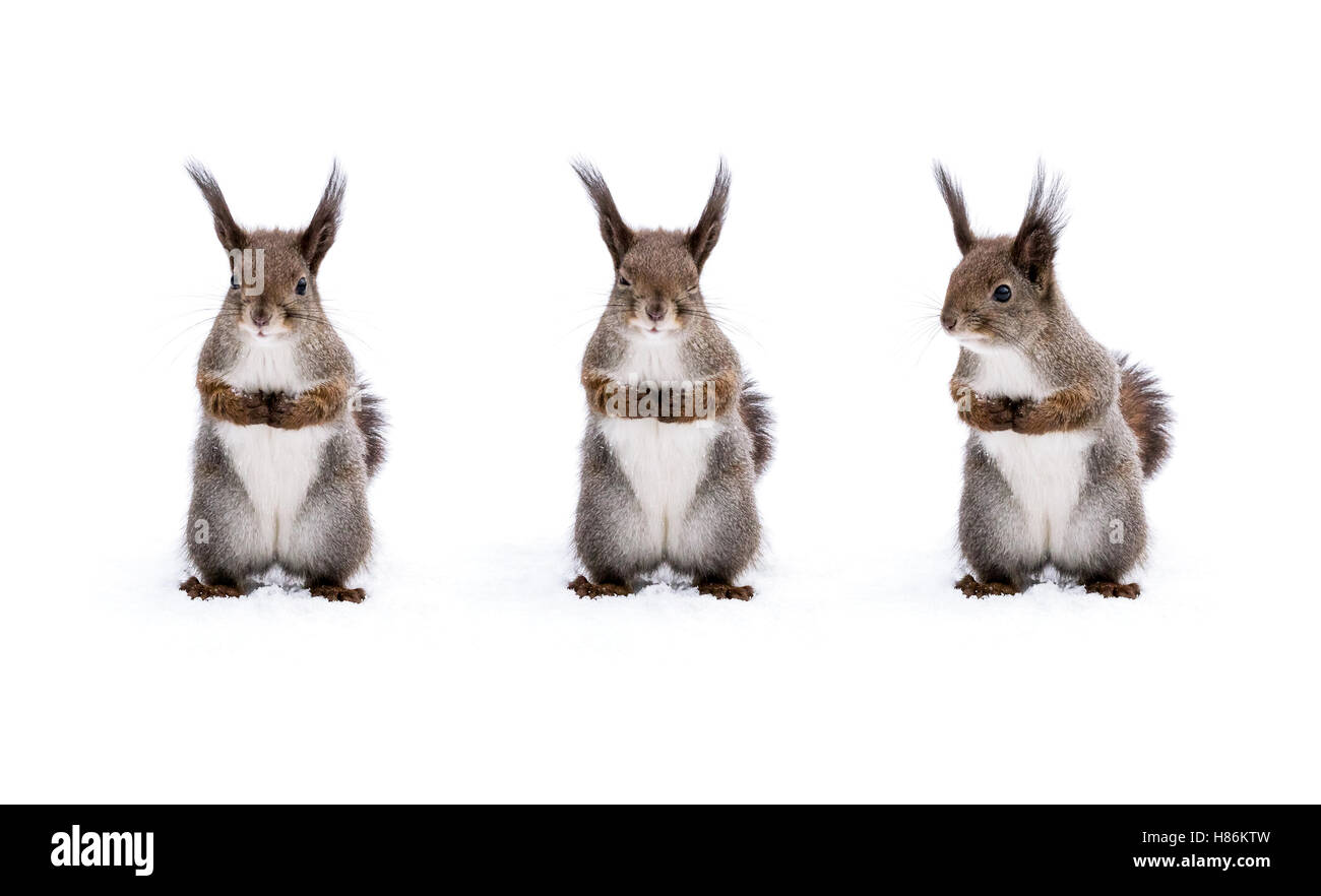 niedliche flauschige junge Eichhörnchen stehen auf Schnee im Winterwald, Vorderansicht Stockfoto