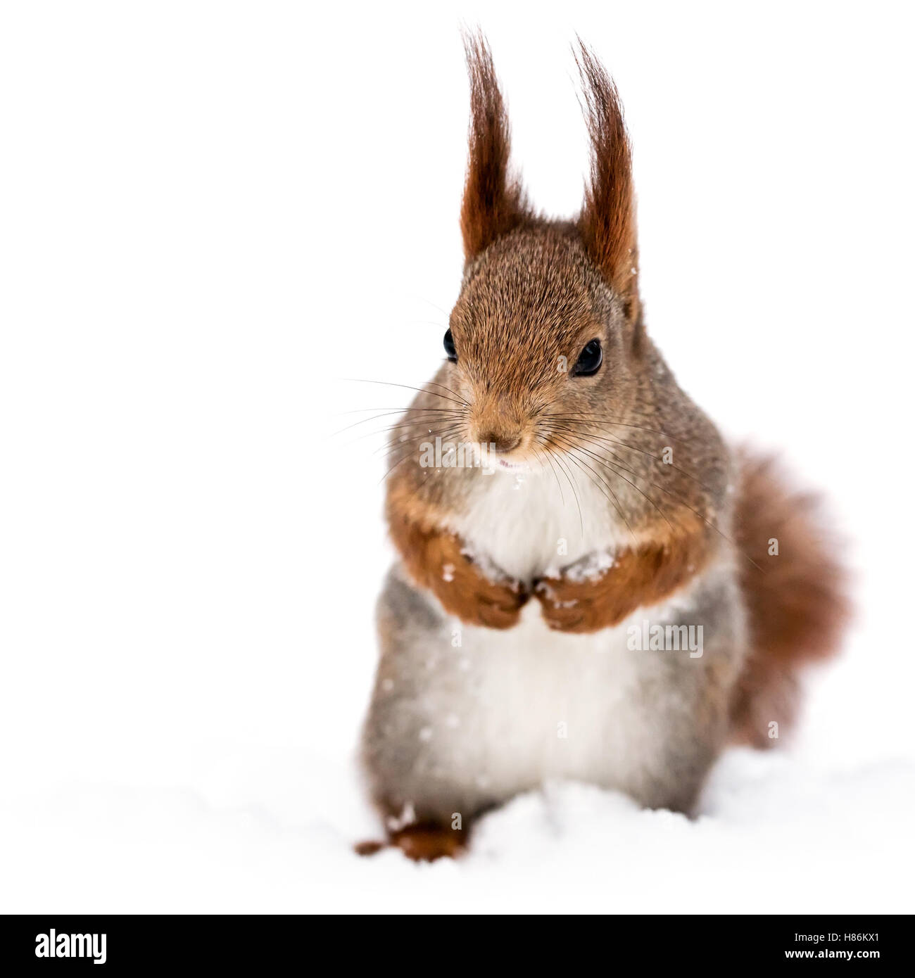 rote kleine lustige Eichhörnchen auf Schnee Hintergrund, Vorderansicht Stockfoto