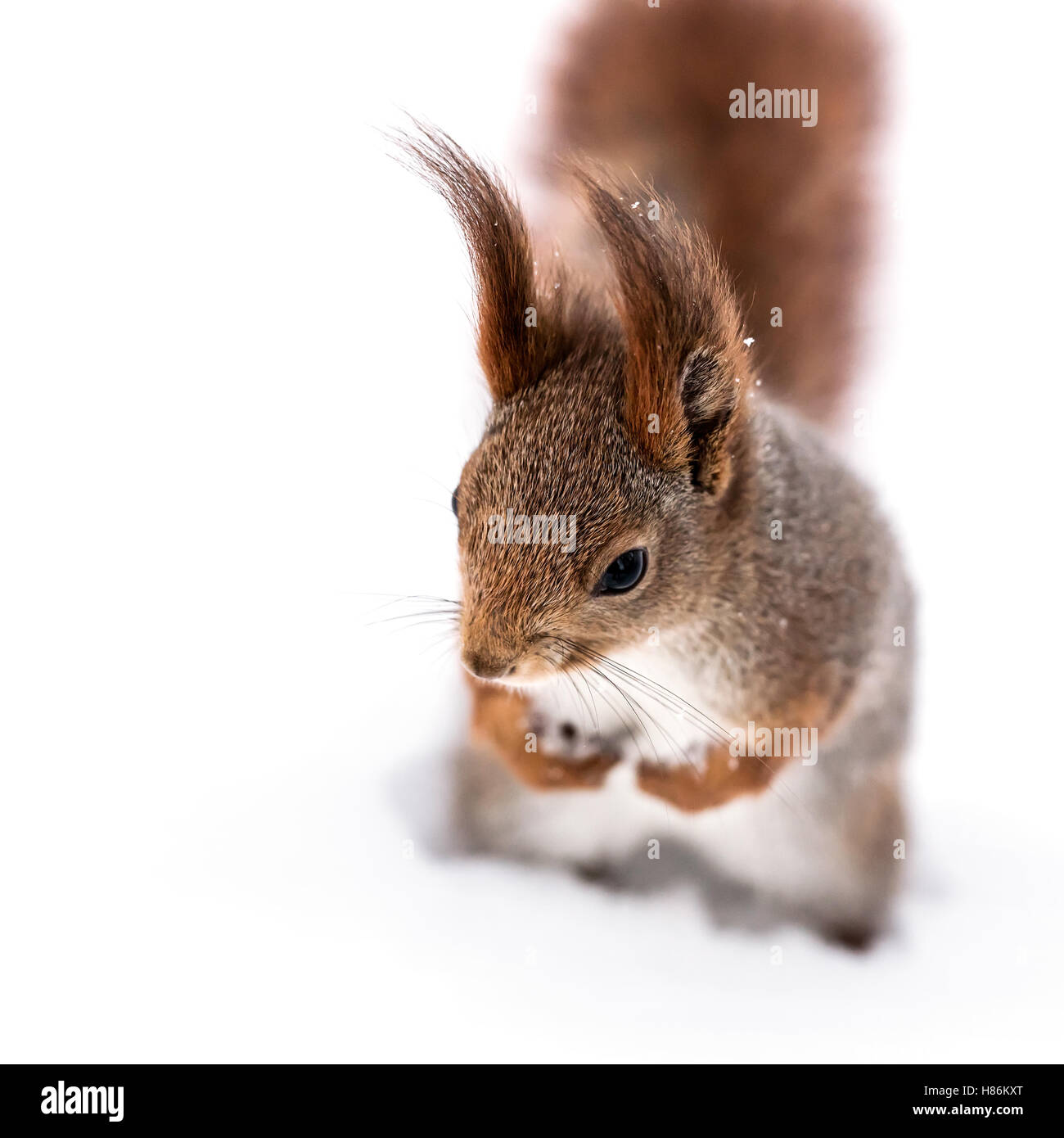 lustiges Eichhörnchen mit flauschigen Heck stehen auf weißen Schnee Stockfoto