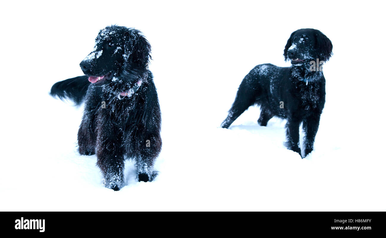 Flat Coated Retriever Hund im Schnee Stockfoto