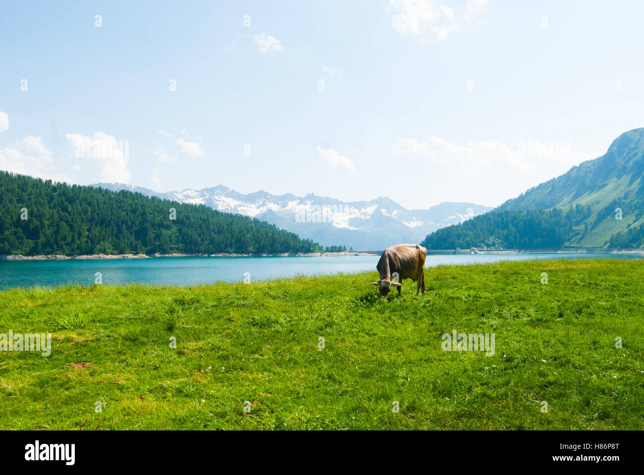 In der Regel Schweizer Kuh Weiden Rasen Stockfoto