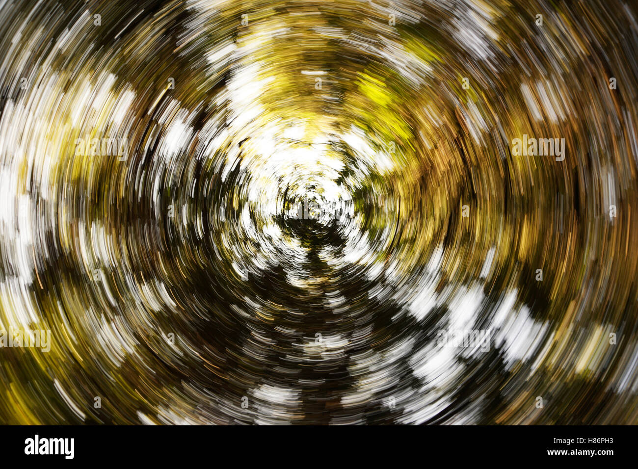 eine Spirale im Wald Stockfoto