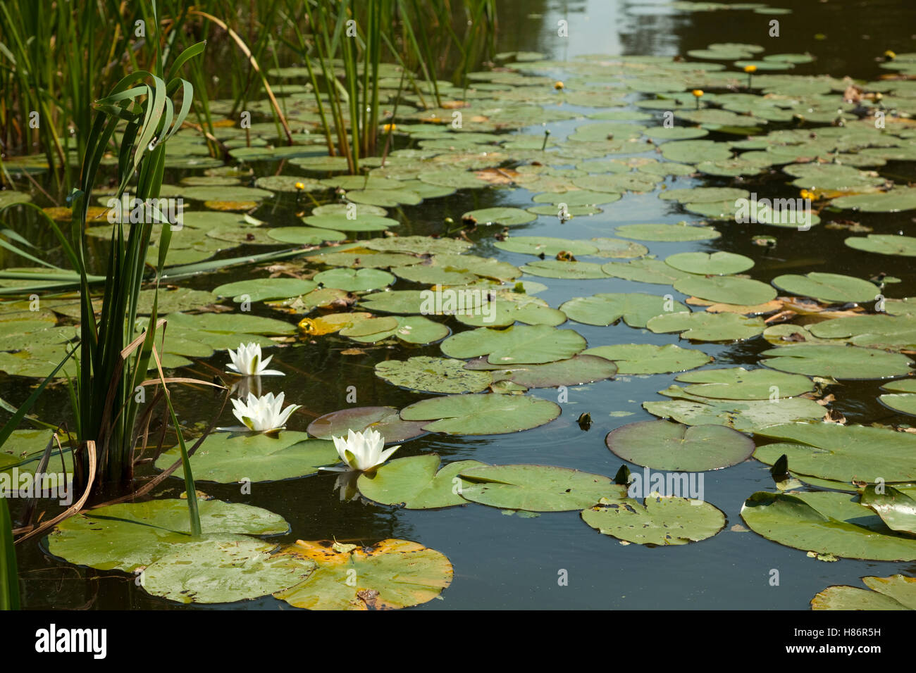 Fluss mit Wildwasser-Blume (Nymphaea Alba) Stockfoto