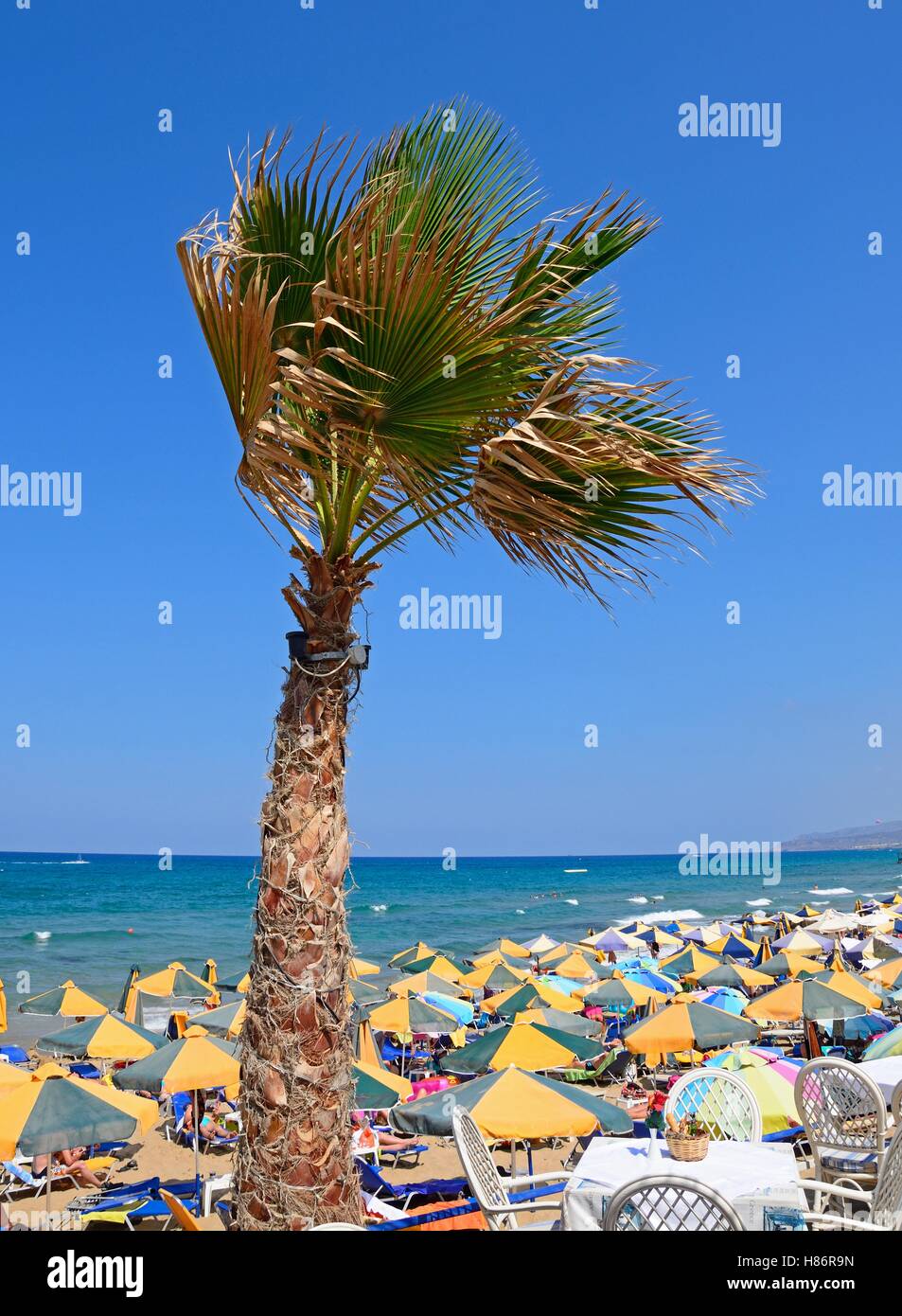 Washington Palme Baum und Restaurant Tische am Rand des Strandes und der Blick auf das Meer, Stalis, Kreta, Europa. Stockfoto