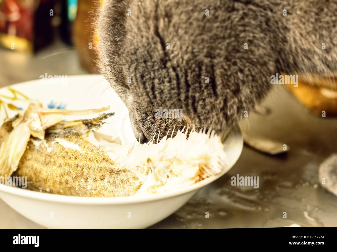 Erwachsenen graue Katze frisst Fisch mit Vergnügen Stockfoto