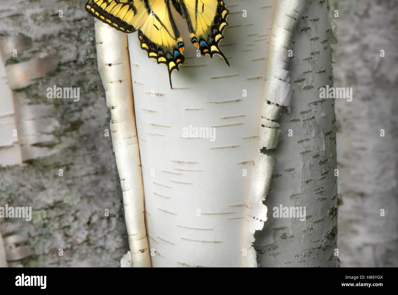 Schwalbenschwanz (Papilionidae) Schmetterling auf abblätternde Rinde, Minnesota Stockfoto