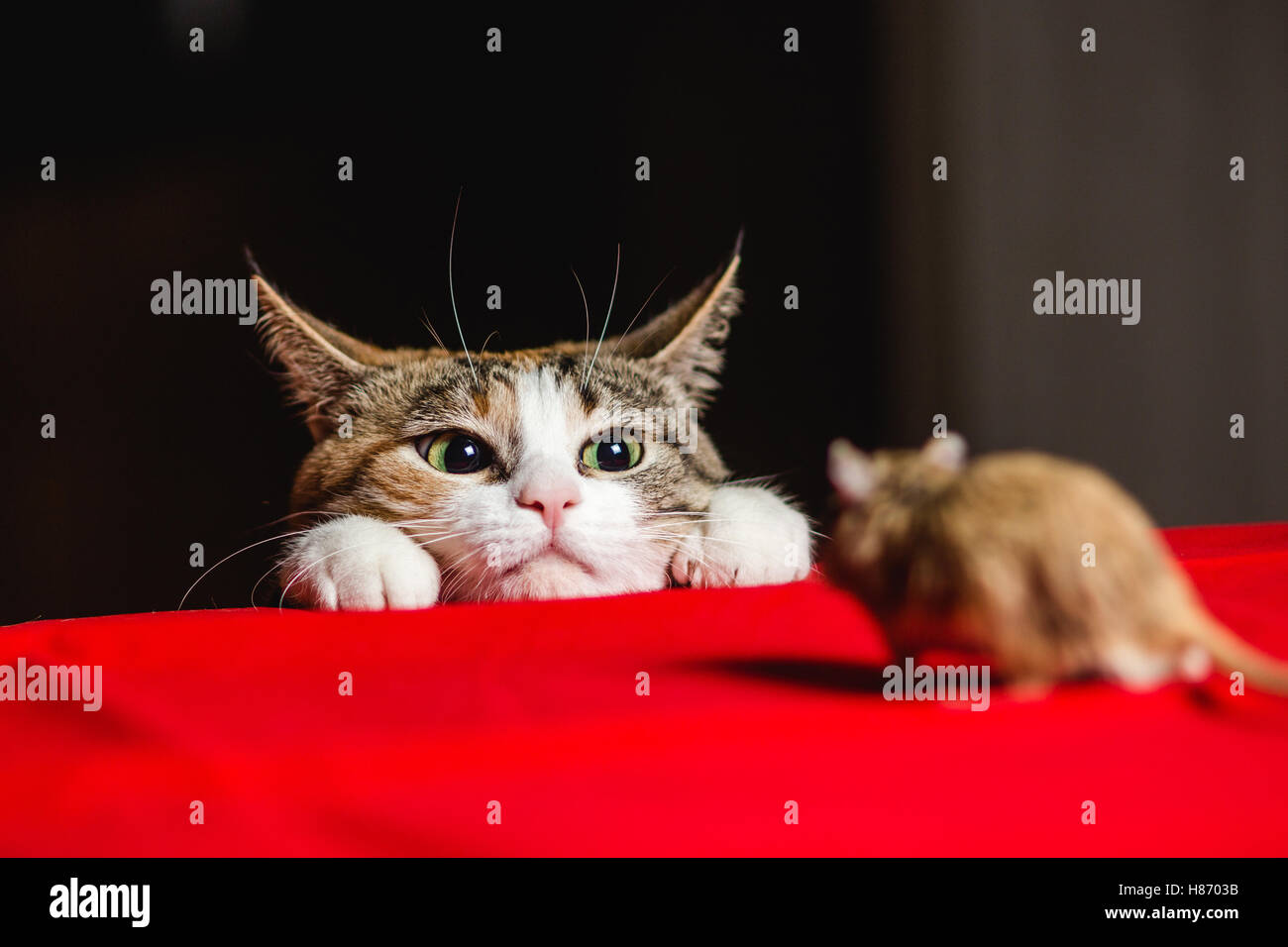 Katze in einem Hinterhalt auf die Maus-Jagd Stockfoto