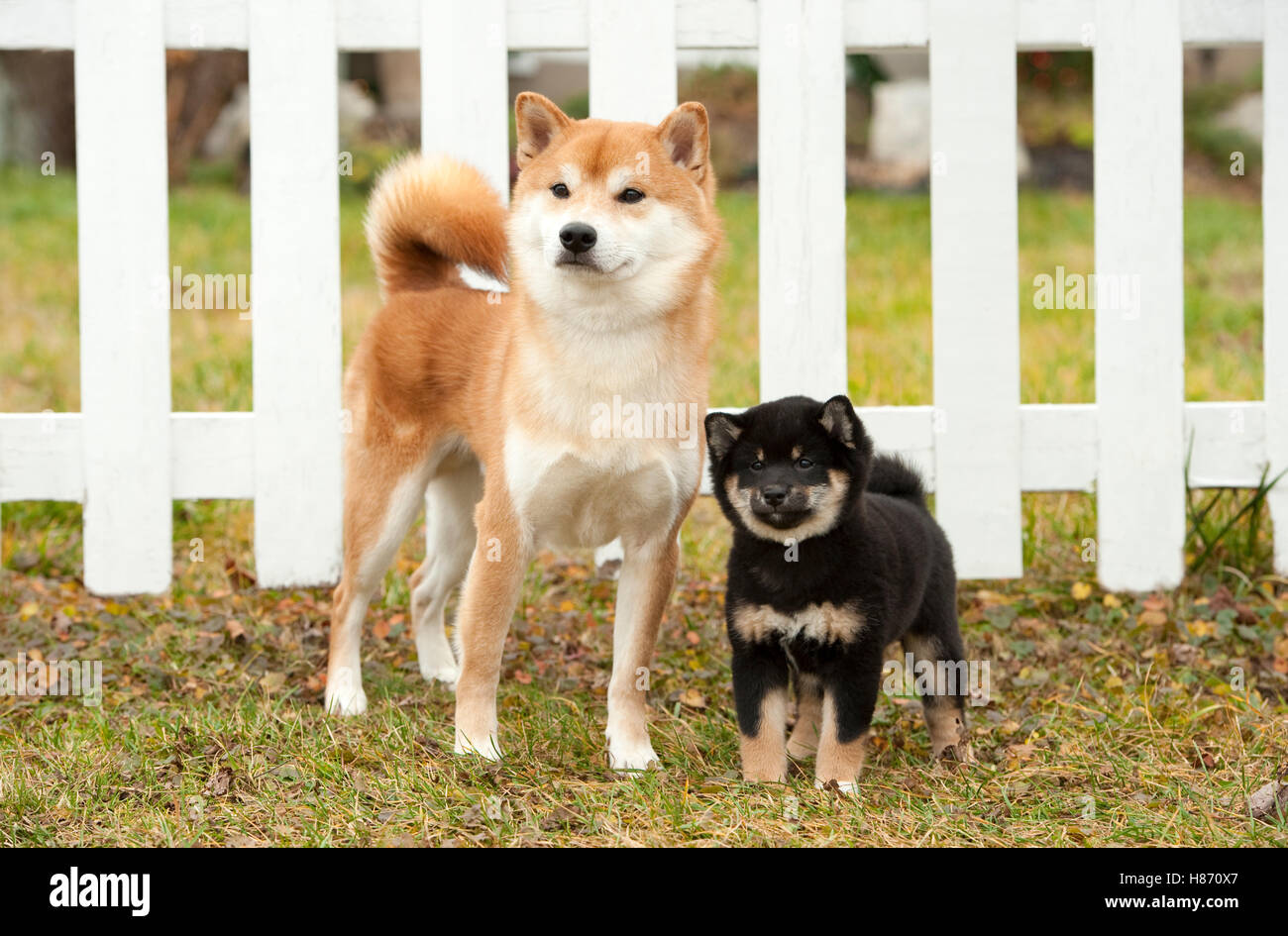 Shiba Inu (Canis Familiaris) rote über- und Black And Tan Welpen  Stockfotografie - Alamy