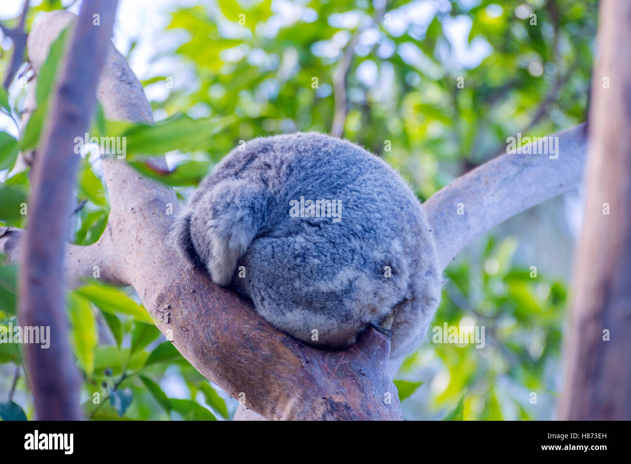 Koalabär schlafen auf einer Eukalyptus-Baum Stockfoto