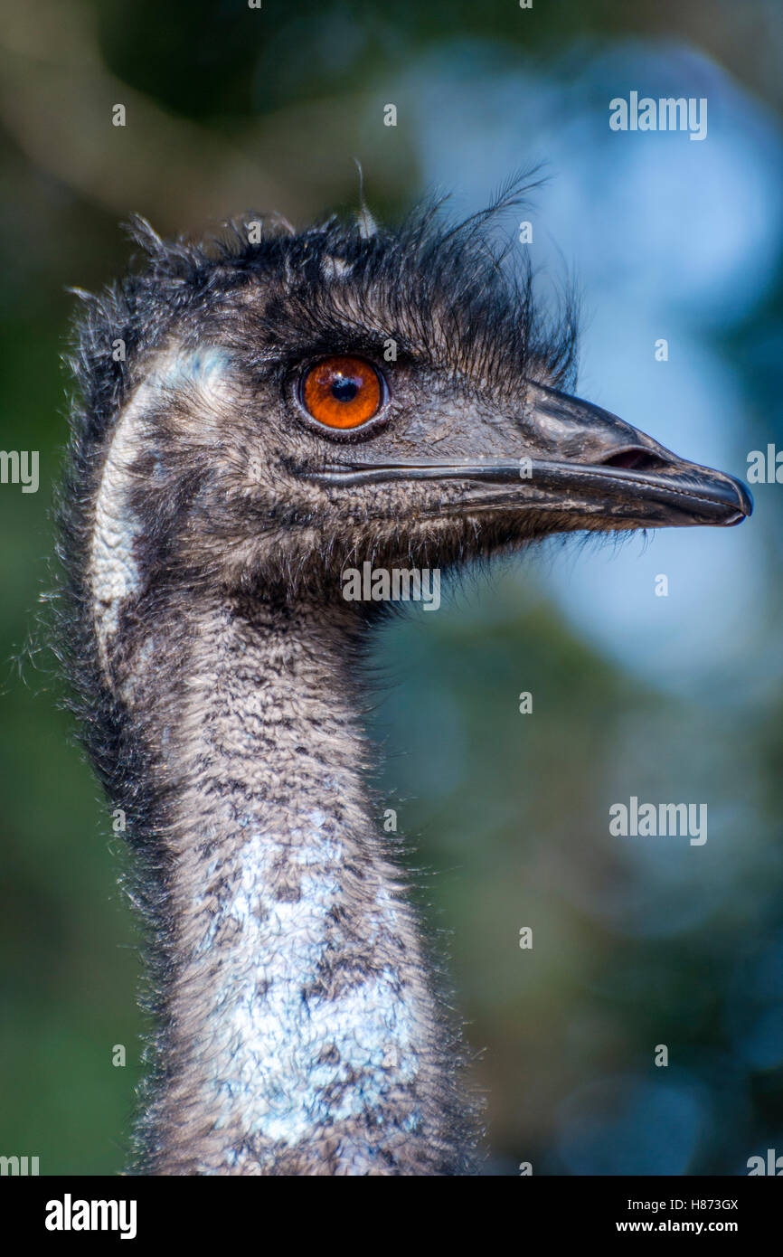WWU-Vogel aus Profil, Nahaufnahme portrait Stockfoto