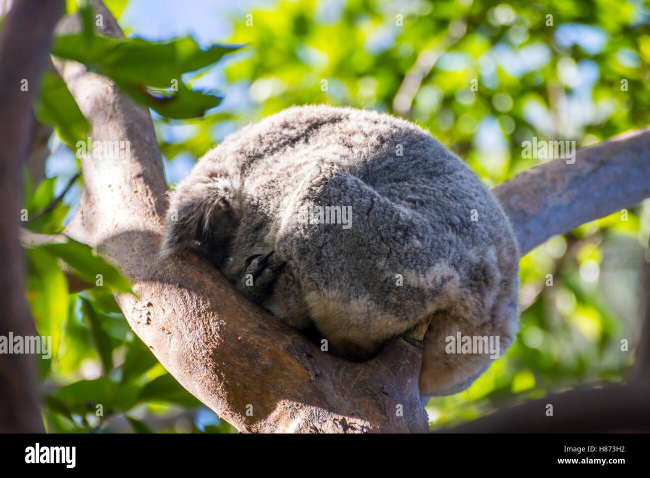 Koalabär schlafen auf einer Eukalyptus-Baum Stockfoto