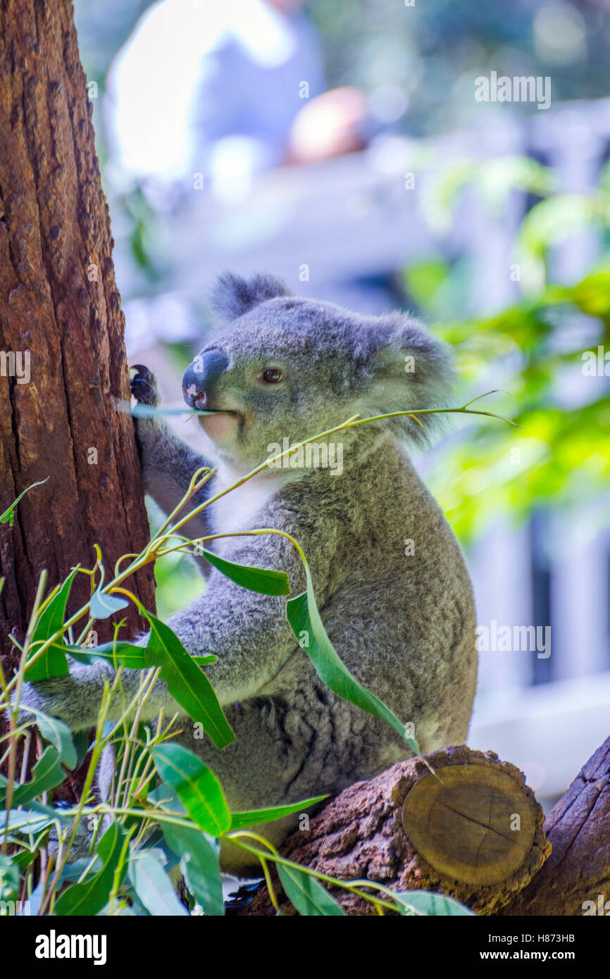 Koala Bär Essen Blätter auf Eukalyptus-Baum Stockfoto