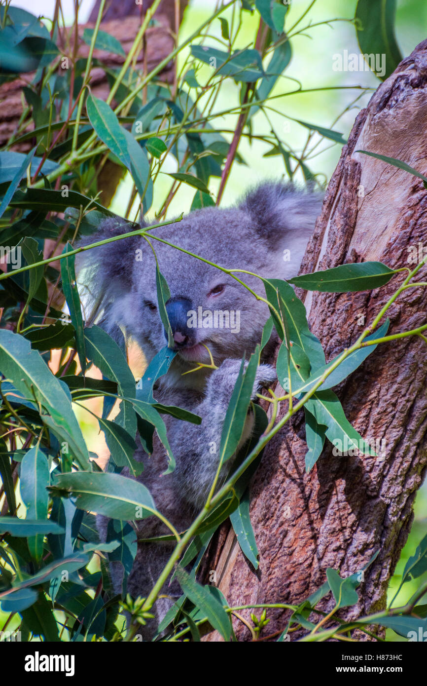 Koala Bär Essen Blätter auf Eukalyptus-Baum Stockfoto