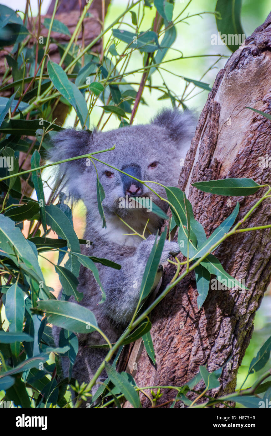 Koala Bär Essen Blätter auf Eukalyptus-Baum Stockfoto