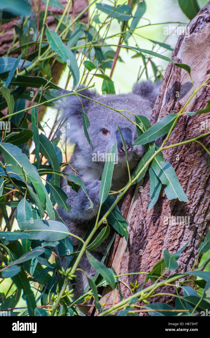 Koala Bär Essen Blätter auf Eukalyptus-Baum Stockfoto