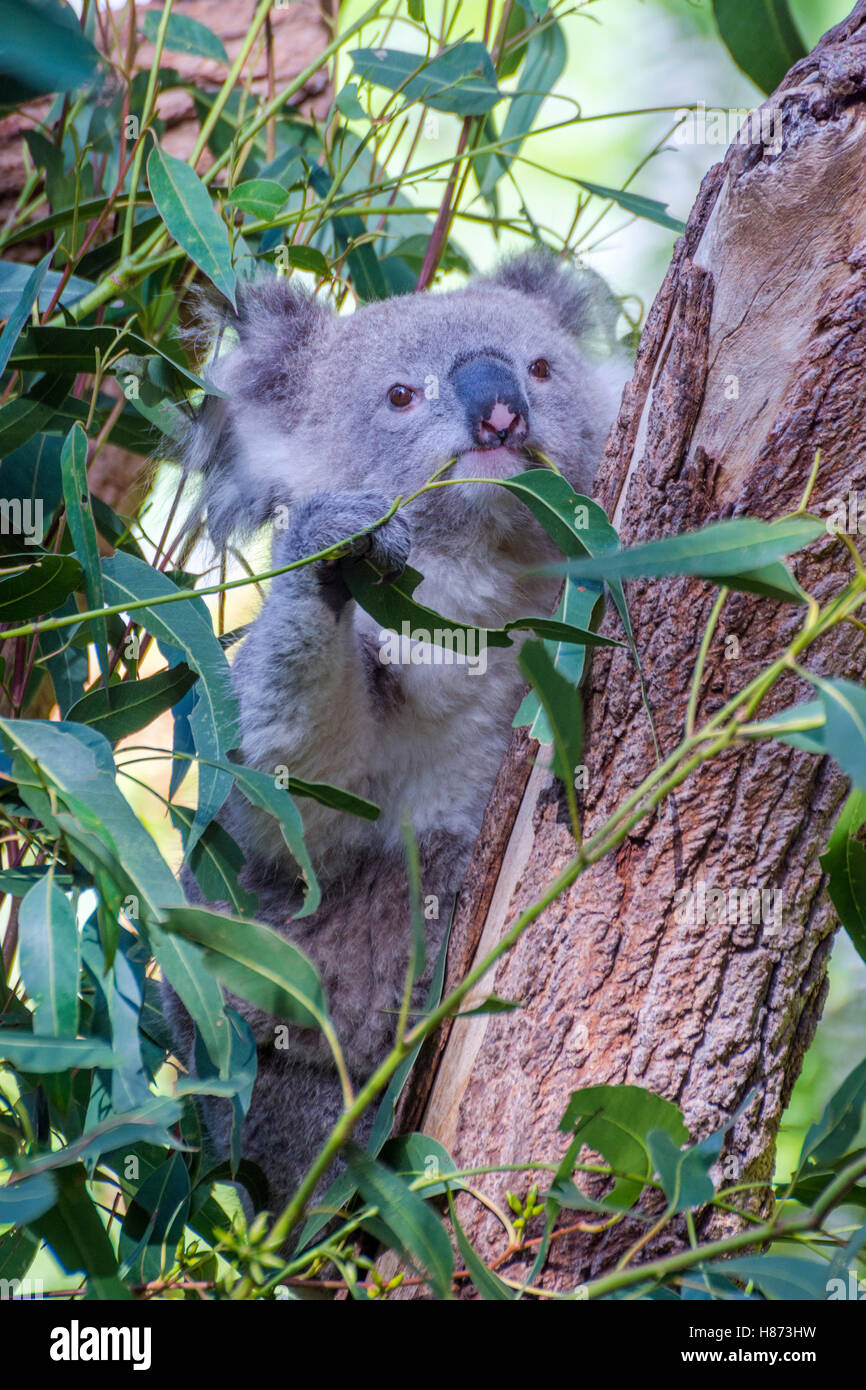 Koala Bär Essen Blätter auf Eukalyptus-Baum Stockfoto