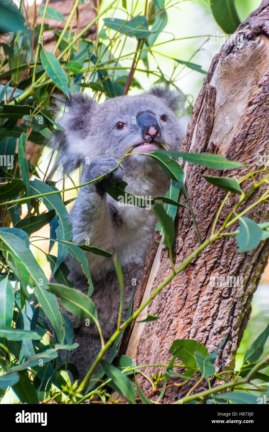 Koala Bär Essen Blätter auf Eukalyptus-Baum Stockfoto