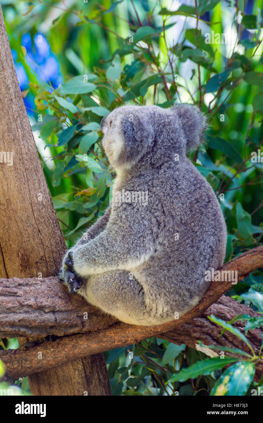 Koala Bär Essen Blätter auf Eukalyptus-Baum Stockfoto