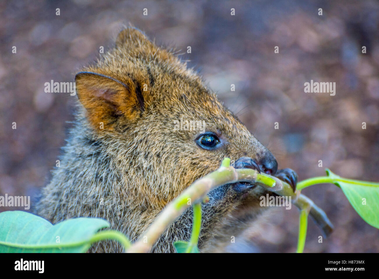 Quokka, einheimischen australischen Tier, Essen Äste Stockfoto