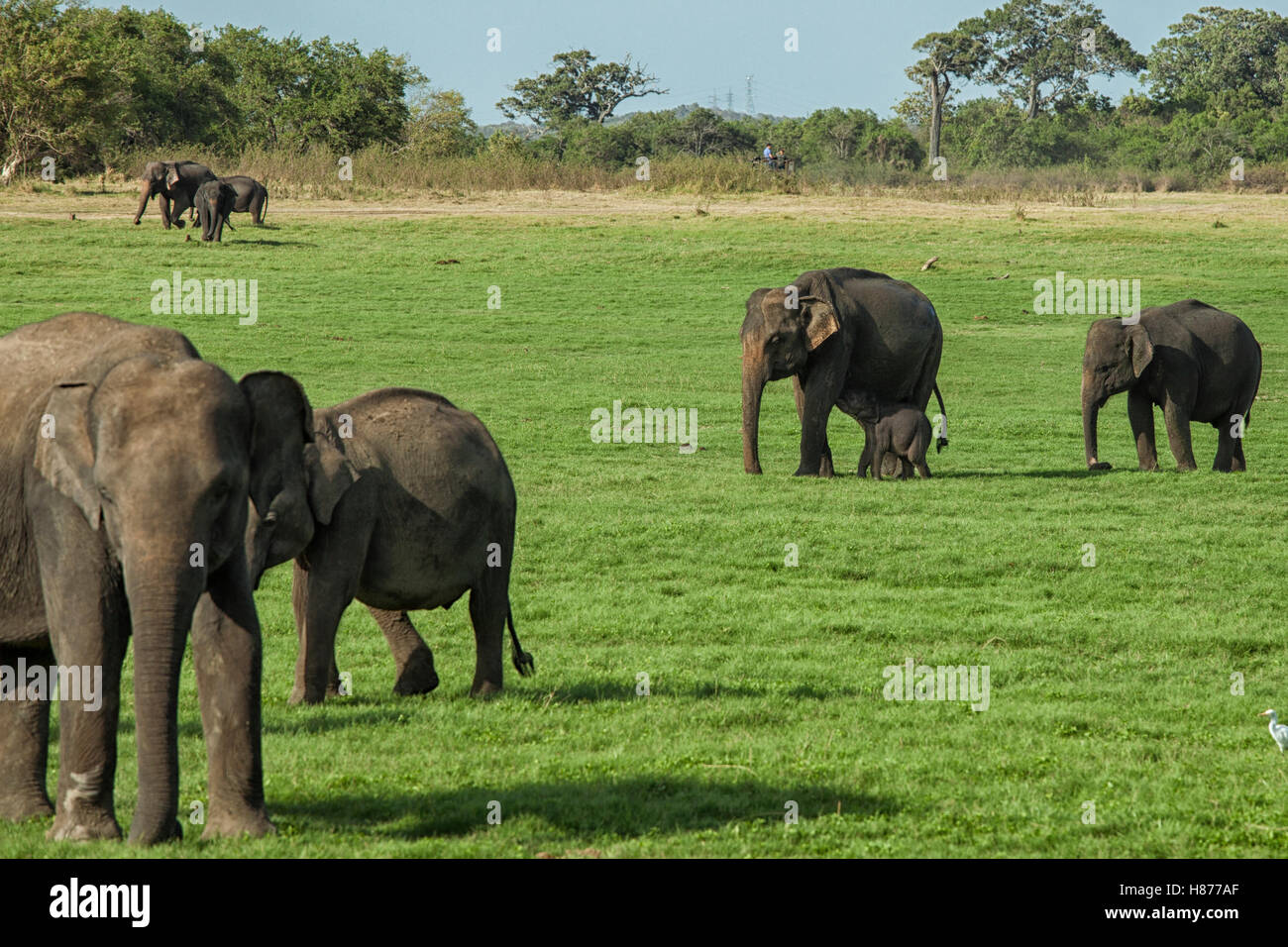 Eine Herde von Sri Lankas Elefanten (die größte der vier Unterarten des asiatischen Elefanten) mit jungen im Minneriya Nationalpark Stockfoto