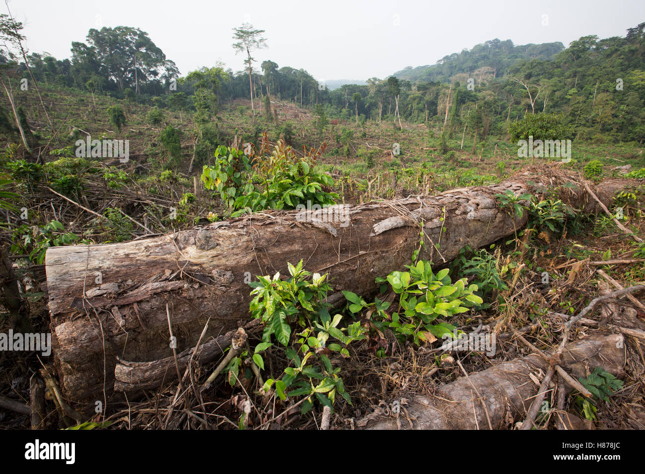 Regenwald klar geschnitten für Ölpalmen-Plantage, Kamerun Stockfoto