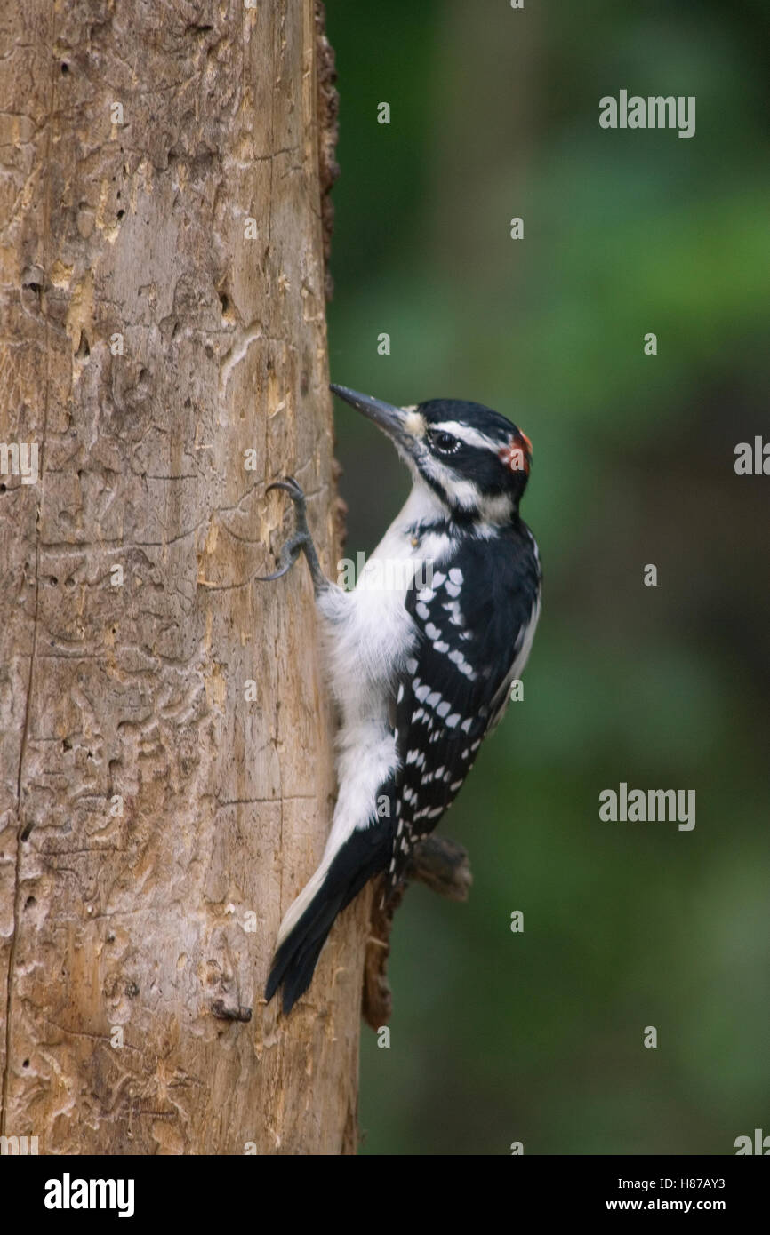 Haarige Specht (Picoides Villosus) am Baumstamm, Orr, Minnesota