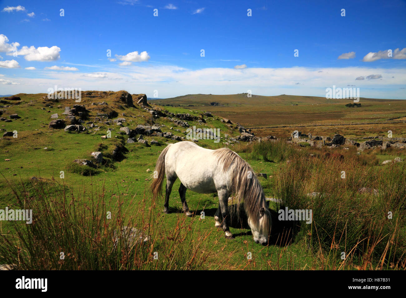 Ein Pony Schürfwunden am Foggintor, Dartmoor, Devon. Stockfoto