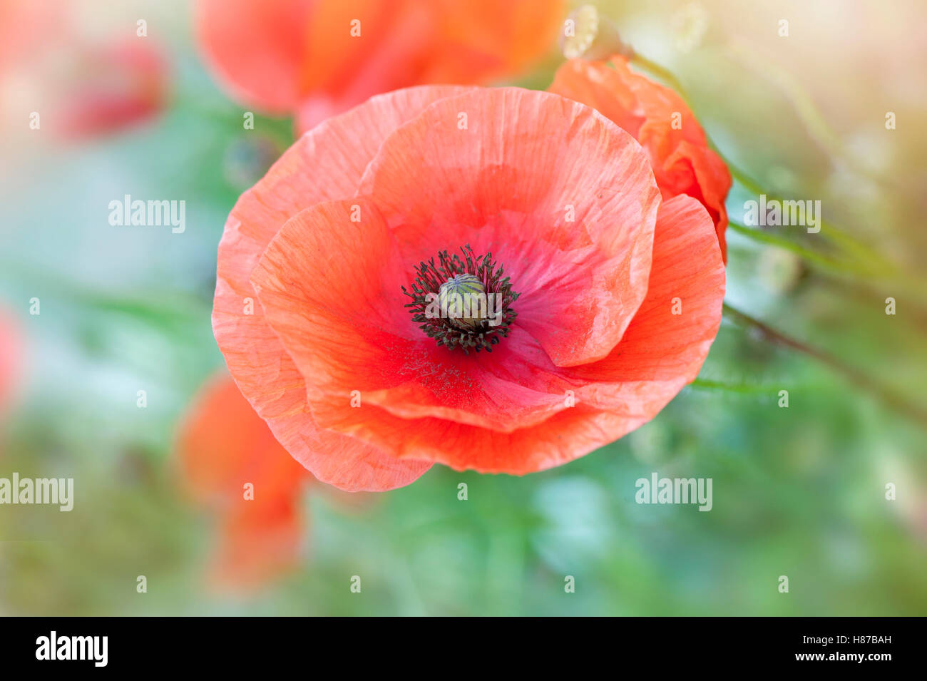 Roten Feld Mohn Stockfoto