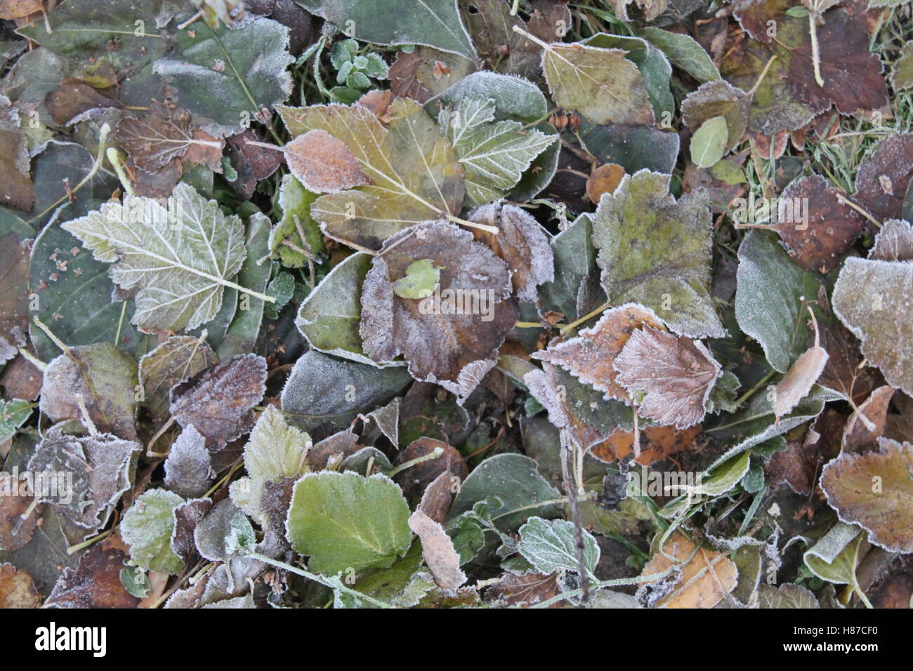 schöne Herbstlaub helle bedeckte weiße Kristallen Winter Rime Stockfoto