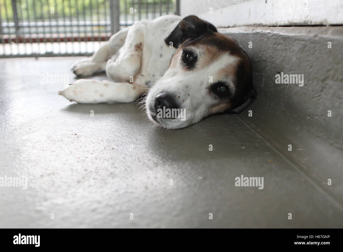 Hund im Tierheim Stockfoto