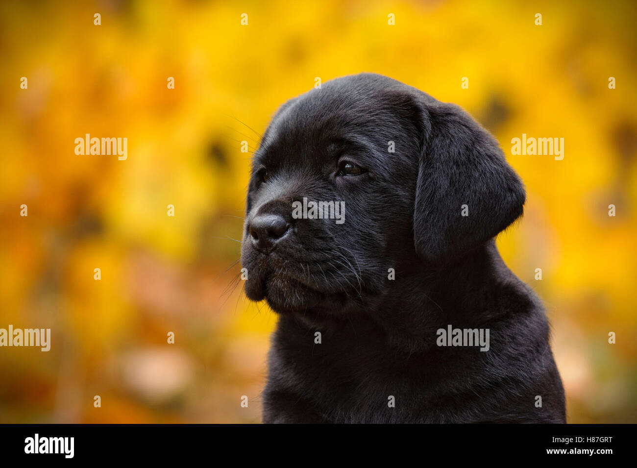 Schwarze Labrador Retriever Welpen in Herbstlandschaft Stockfoto