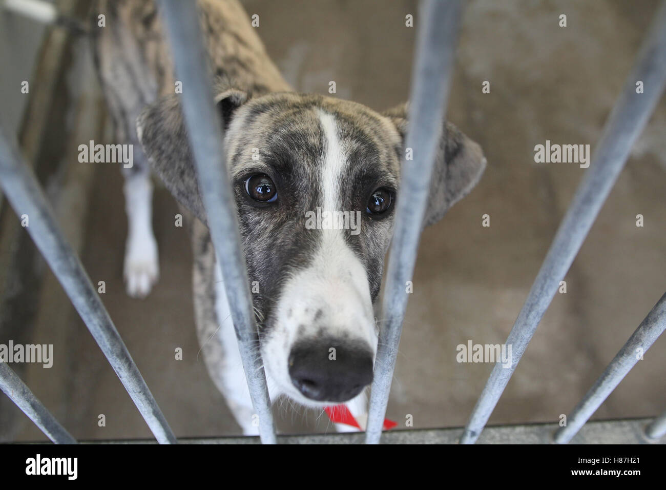 Hund im Tierheim Stockfoto