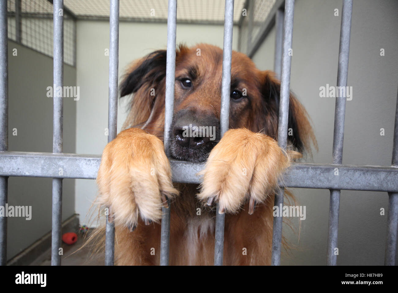 Hund im Tierheim Stockfoto