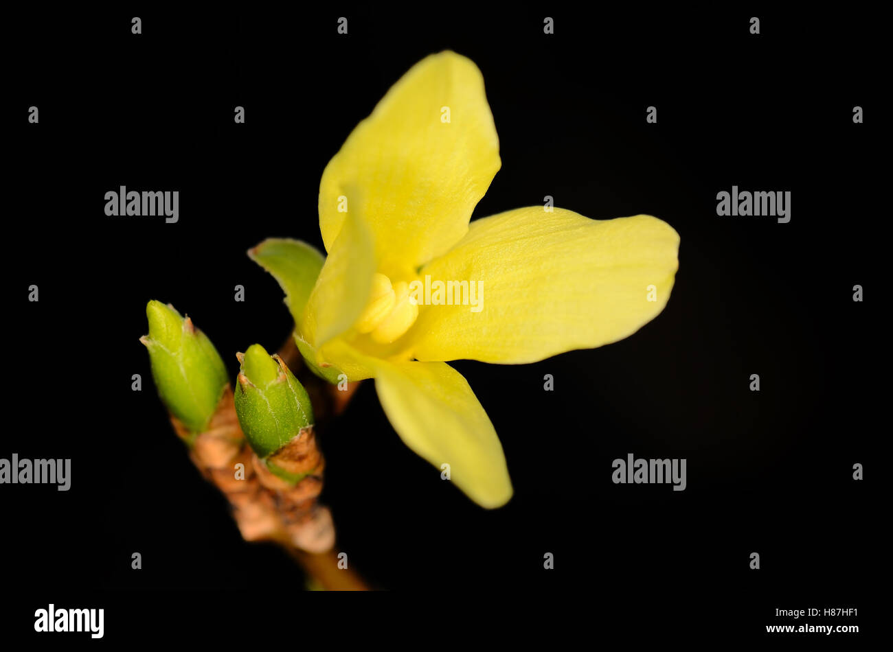 Blühende Forsythien-Blüte im Frühjahr auf schwarzem Hintergrund Stockfoto