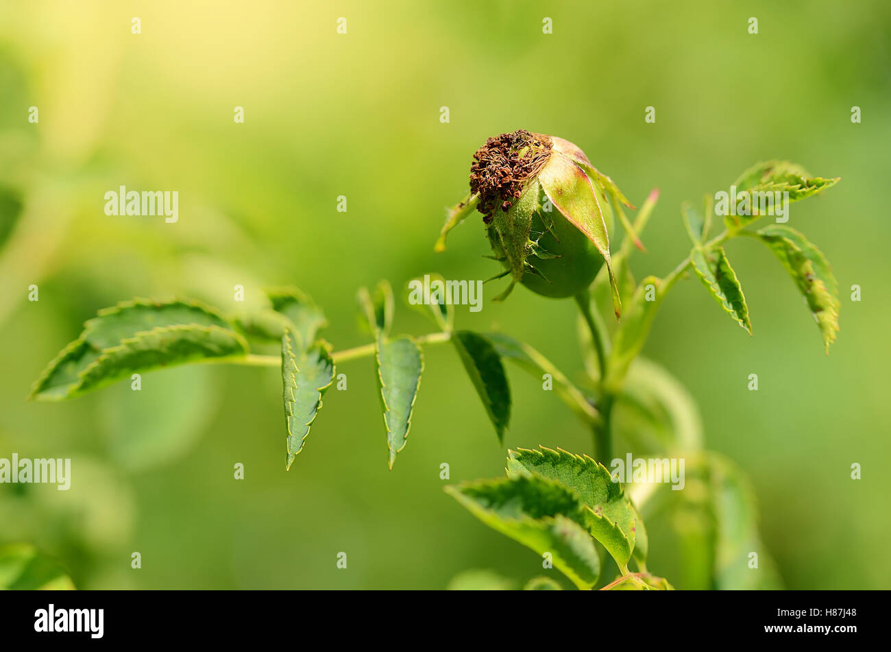 Nahaufnahme Foto der Unreife Hagebutten-Beere im Garten Stockfoto