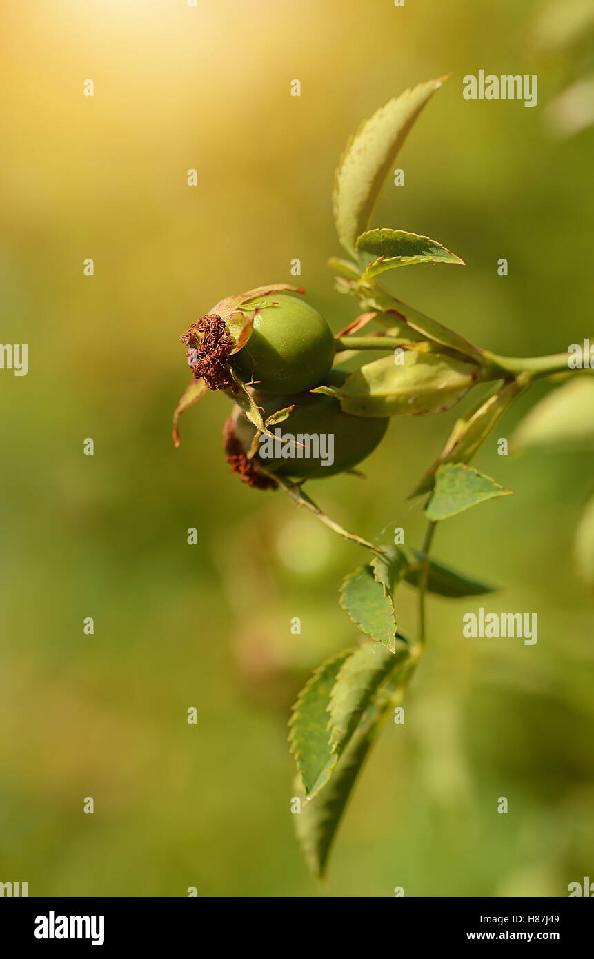 Nahaufnahme Foto der Unreife Hagebutten-Beere im Garten Stockfoto